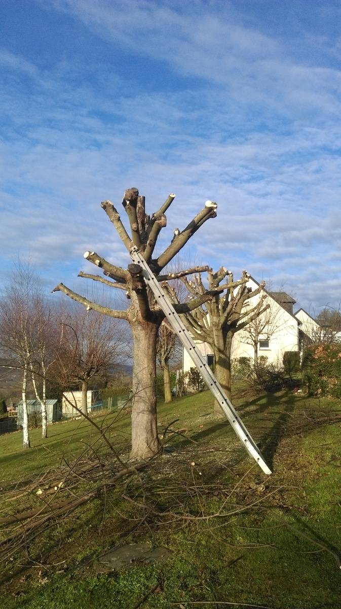 elagage (2)